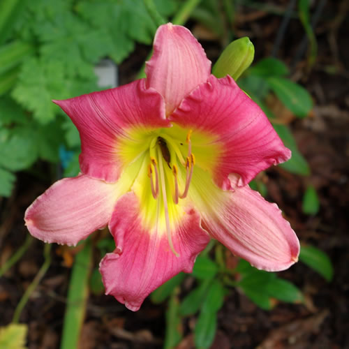 Hemerocallis Final Touch